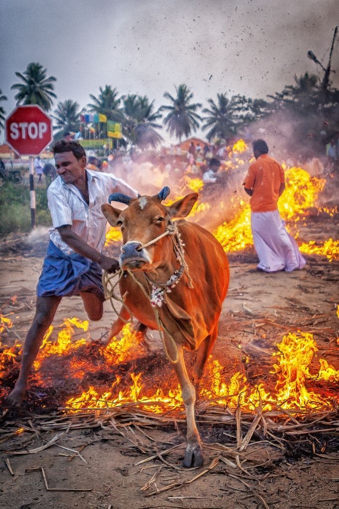 Makar Sankranthi!